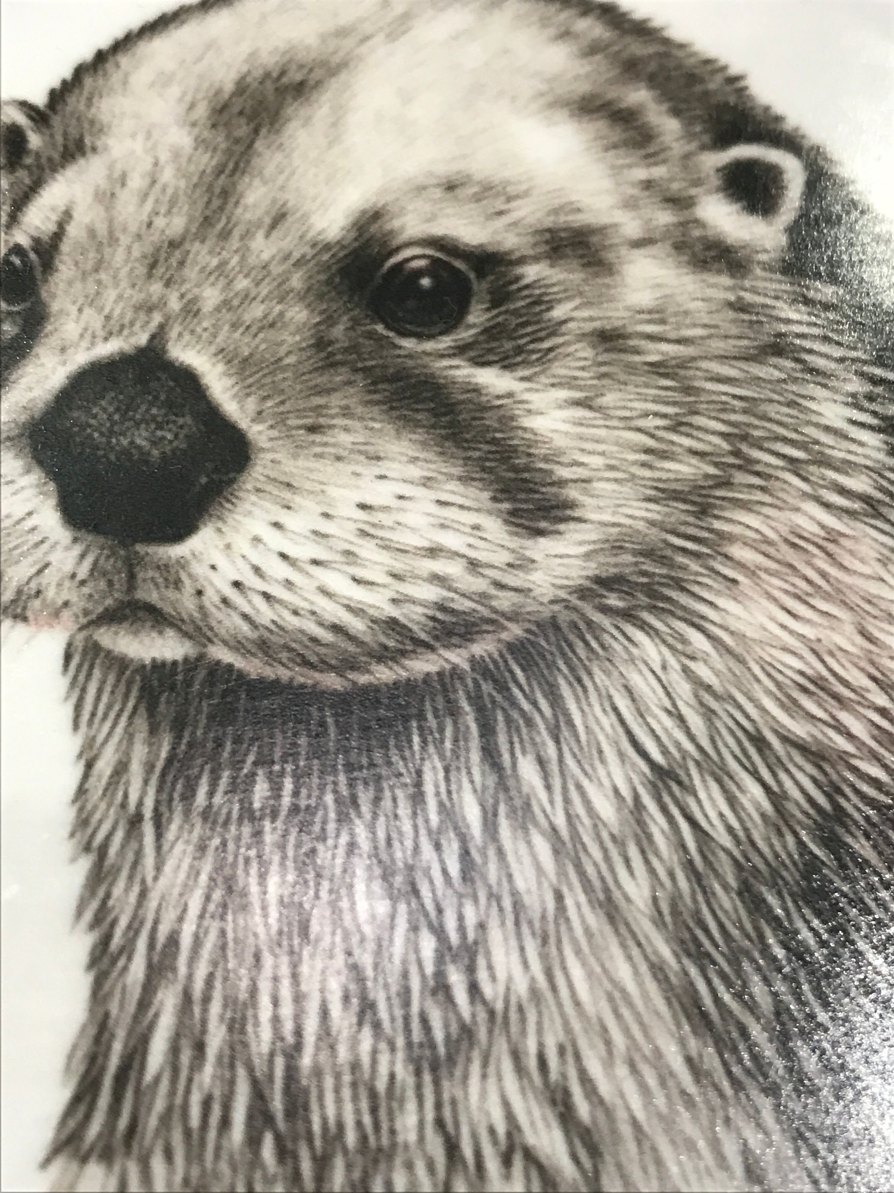 Dessous de bouteille Sempo la loutre