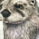 Dessous de bouteille Sempo la loutre
