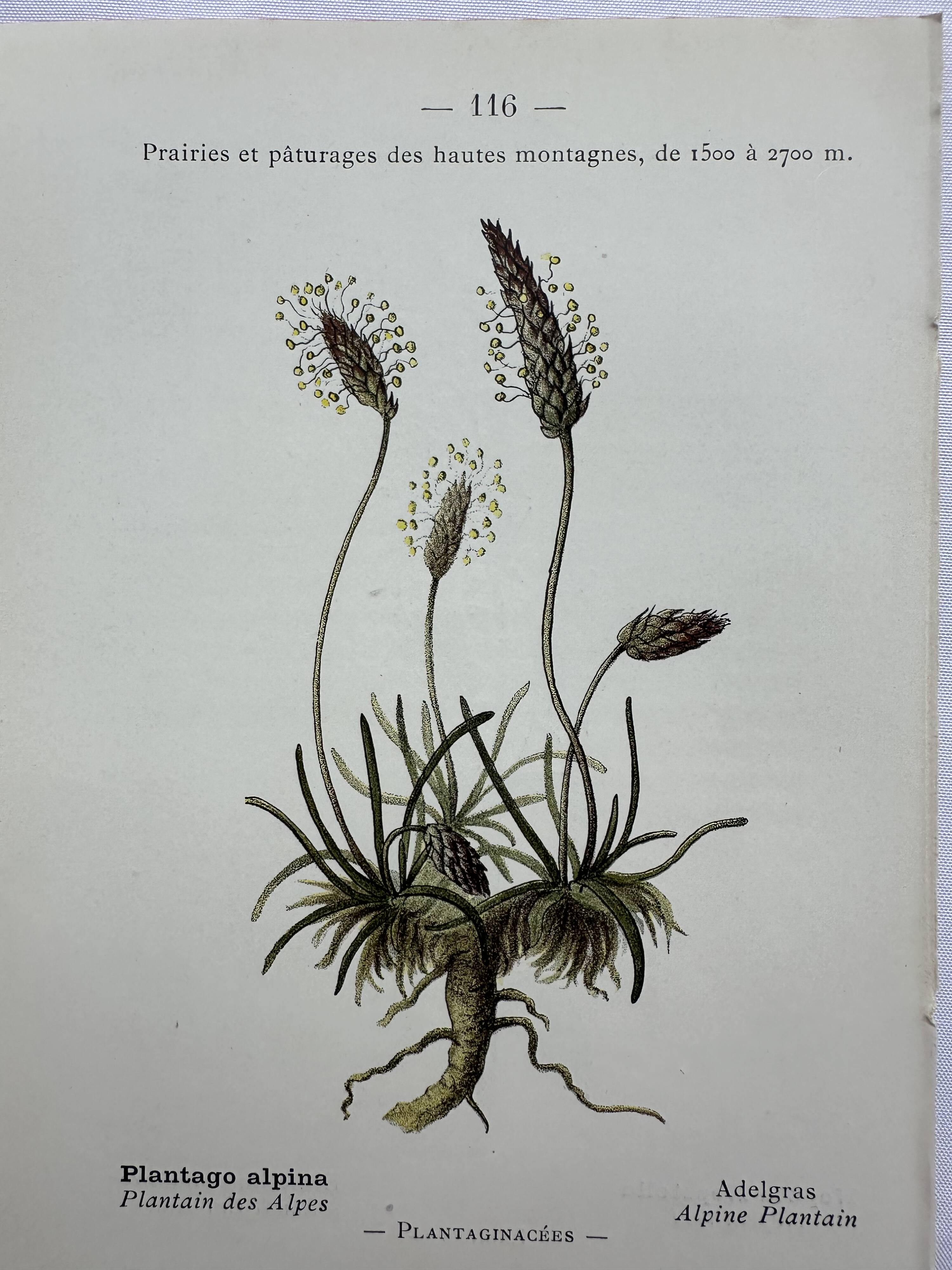 Gravure botanique planche naturaliste fleur France