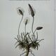 Gravure botanique planche naturaliste fleur France
