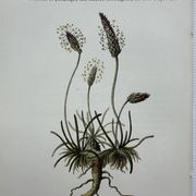 Gravure botanique planche naturaliste fleur France