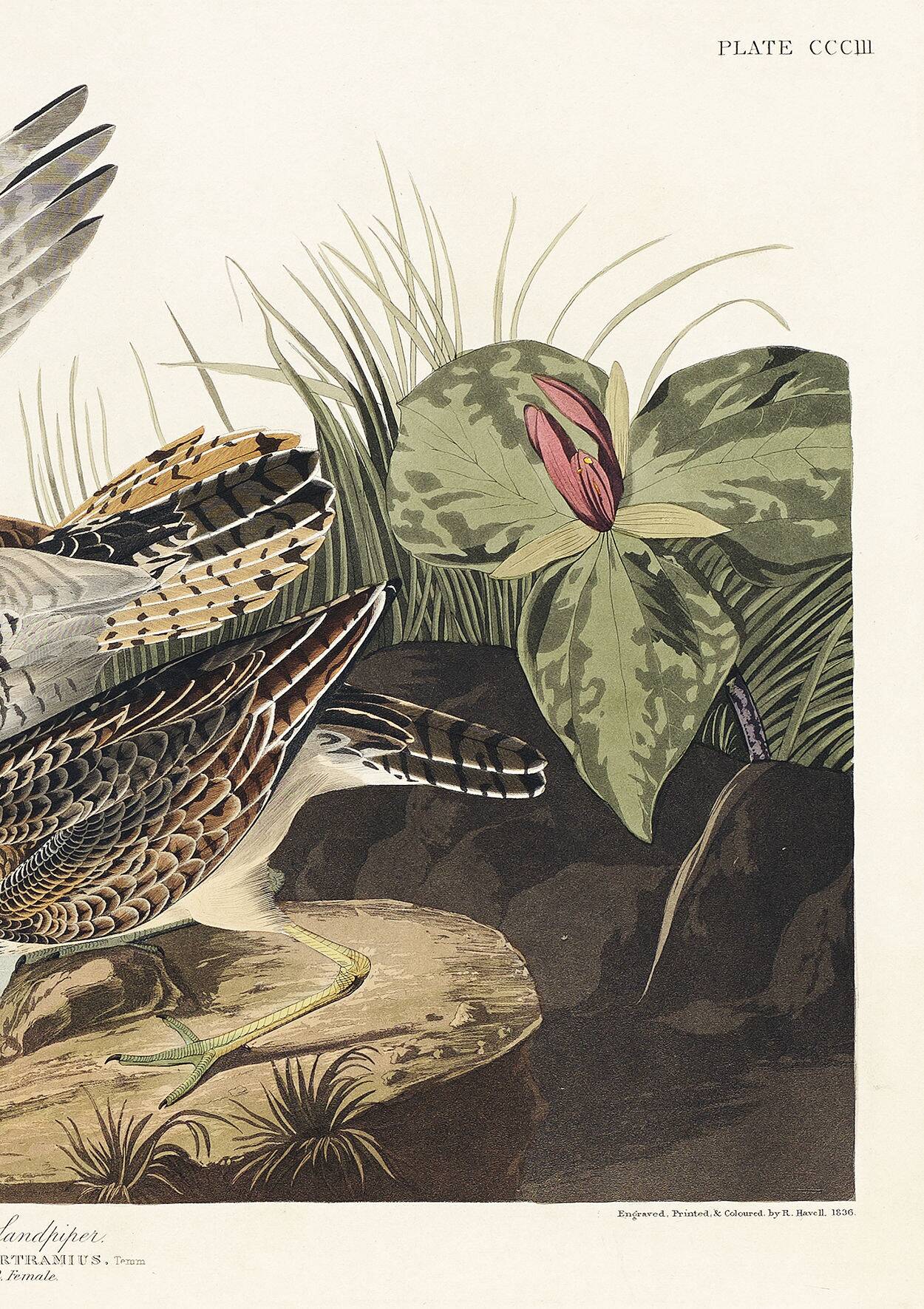 Poster about Maubèche, based on an old engraving from 1827.