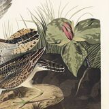 Poster about Maubèche, based on an old engraving from 1827.