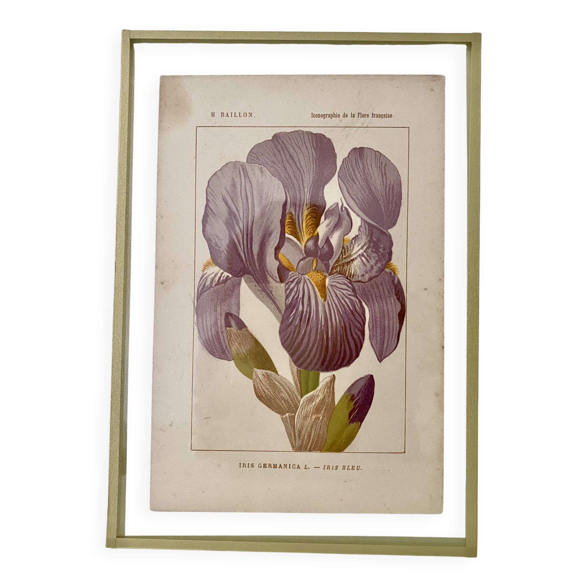 Botanical plate