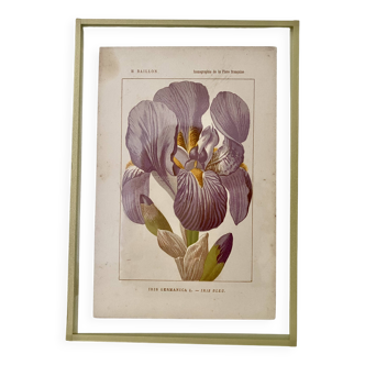 Botanical plate