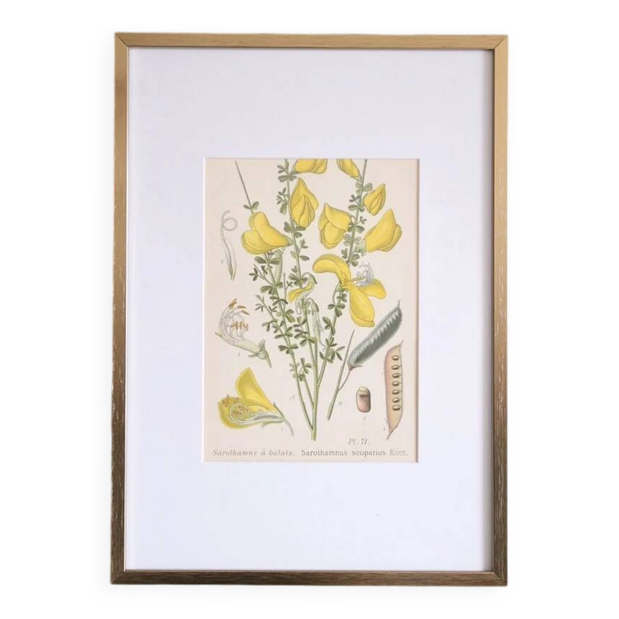 Botany under the Sarothamnus frame