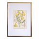 Botany under the Sarothamnus frame