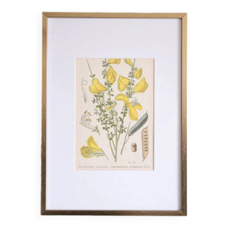 Botany under the Sarothamnus frame