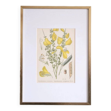 Botany under the Sarothamnus frame