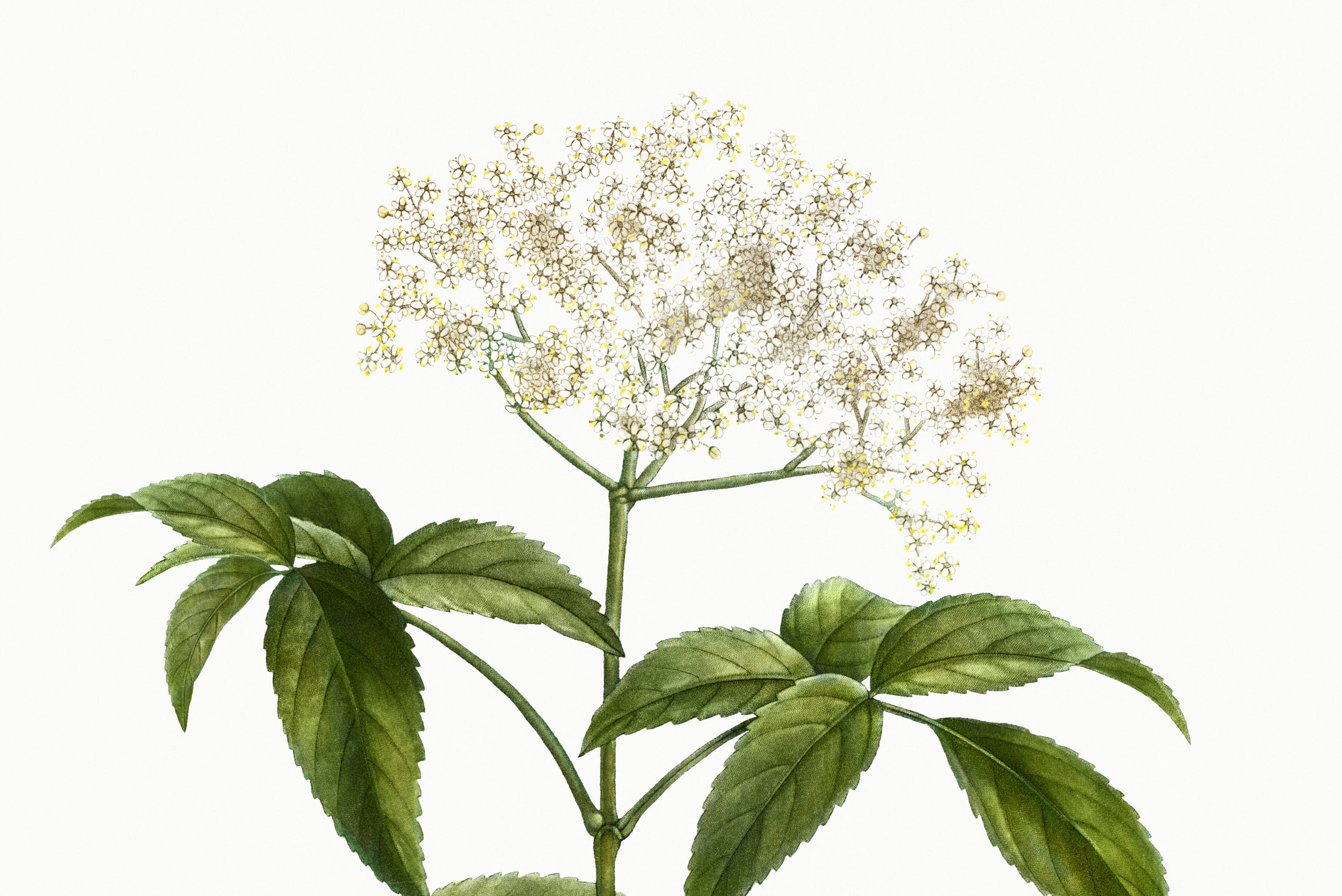 Poster about Elderberry, based on an old engraving from 1802