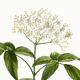 Poster about Elderberry, based on an old engraving from 1802