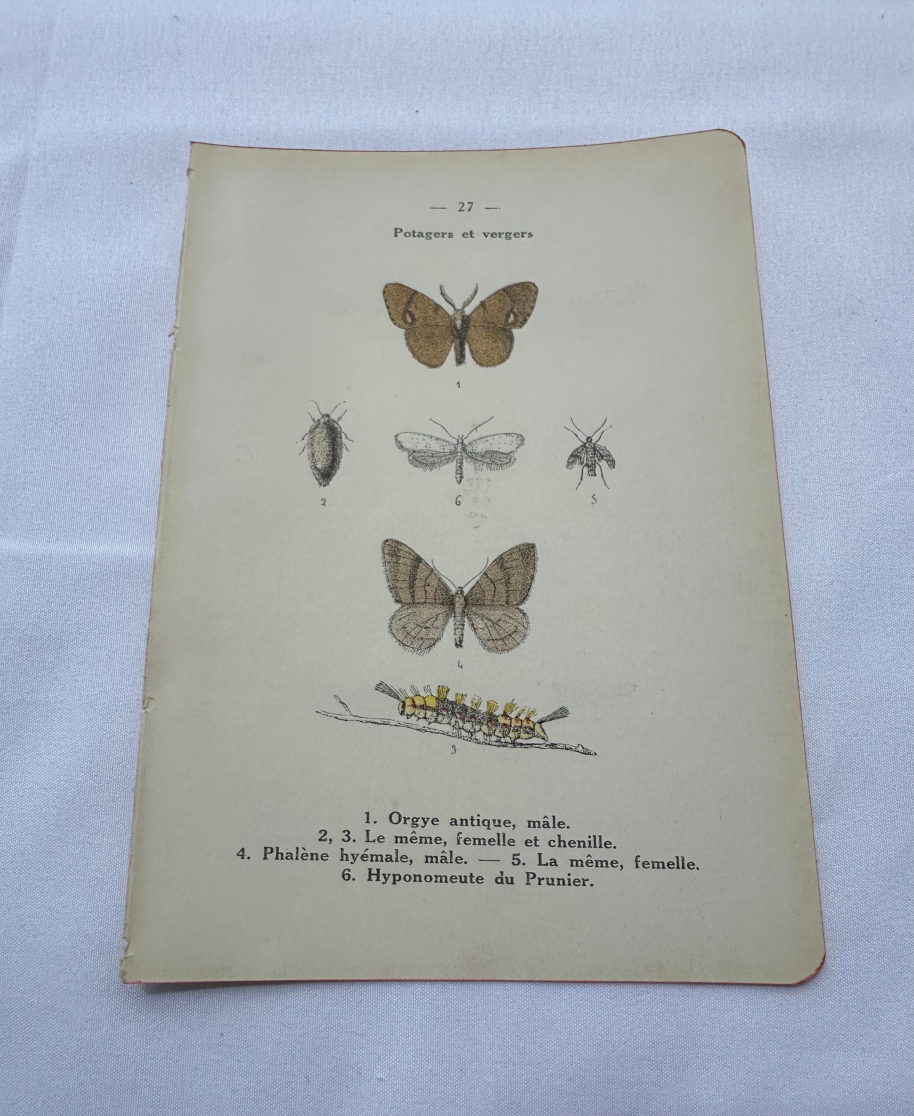 Naturalist plate insect entomology old lithograph