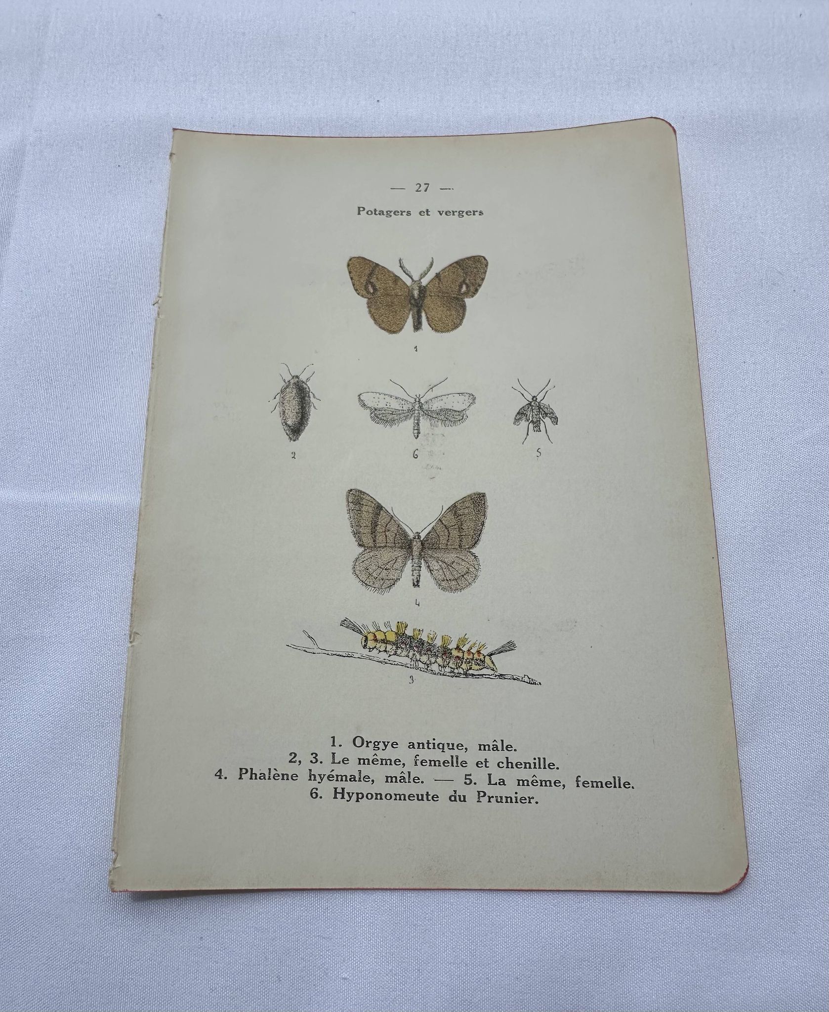 Naturalist plate insect entomology old lithograph