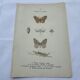 Naturalist plate insect entomology old lithograph