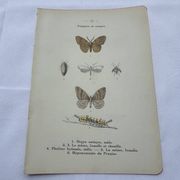 Naturalist plate insect entomology old lithograph