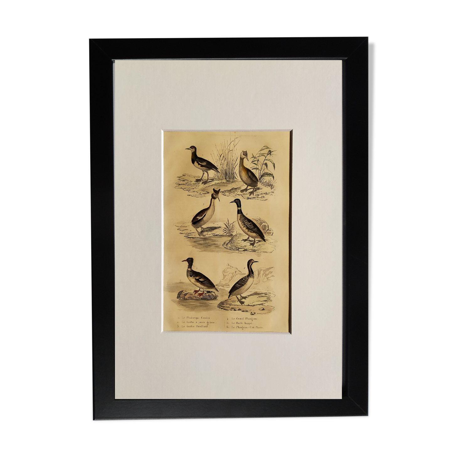 Original ornithological plate " Phalarope ashy - Gray-cheeked hail - &c... Buffon (1837)