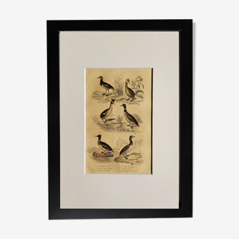 Planche ornithologique originale " Phalarope cendré - Grêbe à joues grises - &c... Buffon 1837