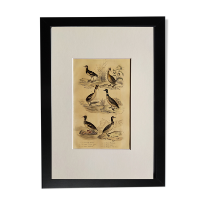 Planche ornithologique originale '' Phalarope cendré - Grêbe à joues grises - &c... Buffon 1837