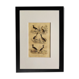 Original ornithological plate " Phalarope ashy - Gray-cheeked hail - &c... Buffon (1837)
