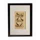 Original ornithological plate " Phalarope ashy - Gray-cheeked hail - &c... Buffon (1837)