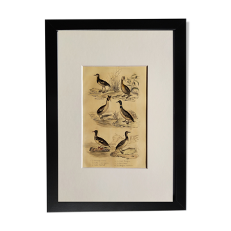 Planche ornithologique originale " Phalarope cendré - Grêbe à joues grises - &c... Buffon 1837