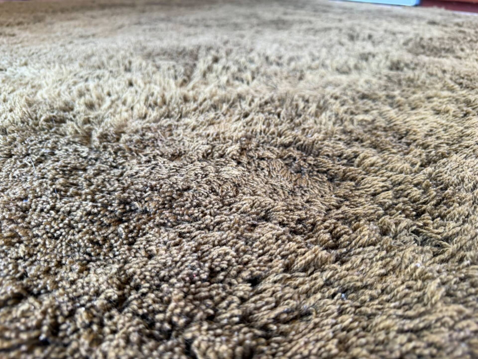 Pure wool carpet