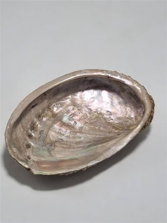Shell-shaped catchall