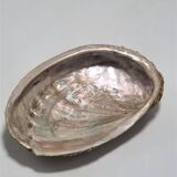 Shell-shaped catchall