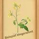 Old illustration 1948 - Chamomile by H. Strache - Botanical plate