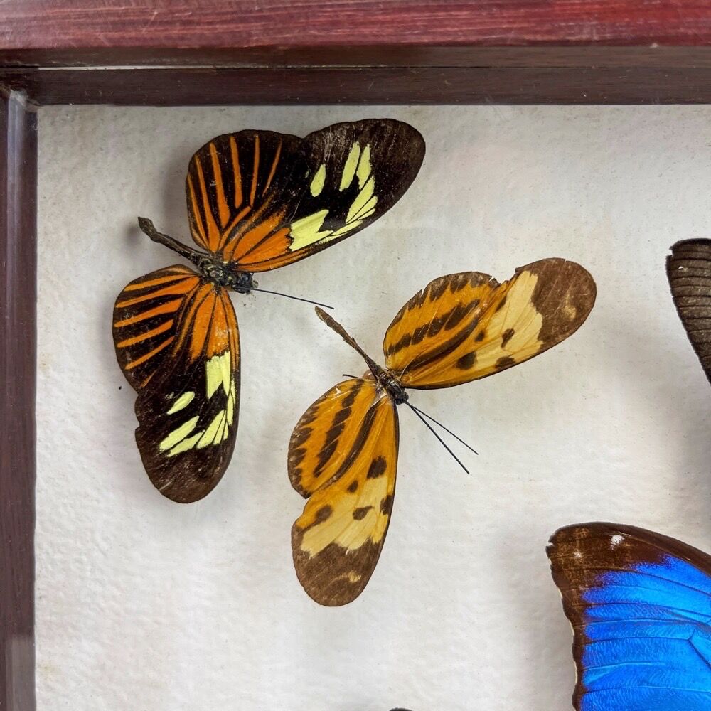 Naturalized butterfly frame