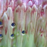 Asparagus dish in bubble