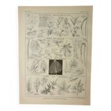 Gravure ancienne 1922 M. Dessertenne - Inflorescences, fleurs, plantes
