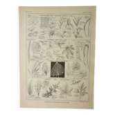 Gravure ancienne 1922 M. Dessertenne - Inflorescences, fleurs, plantes