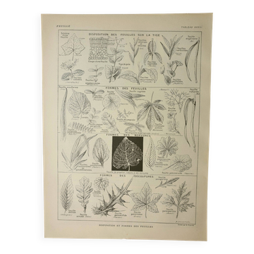 Old engraving 1922 M. Dessertenne - Inflorescences, flowers, plants