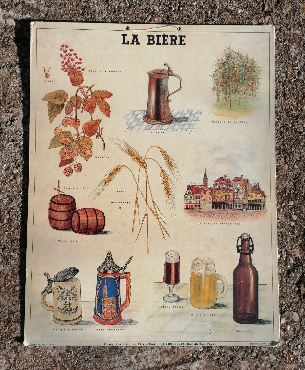 Educational poster La Bière - Musée scolaire Les fils d'Émile Deyrolle
