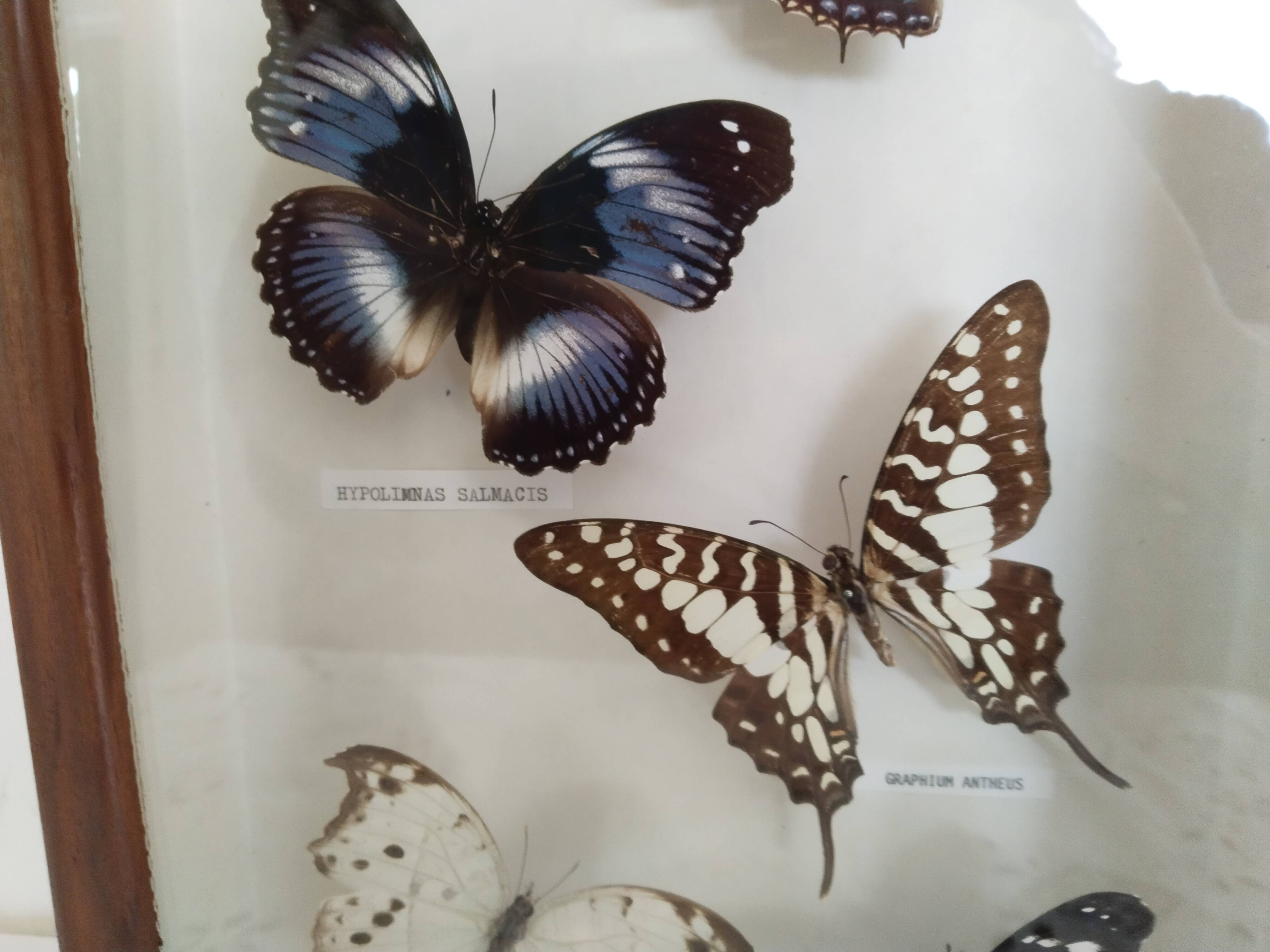 Butterflies stuffed under glass