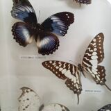 Butterflies stuffed under glass