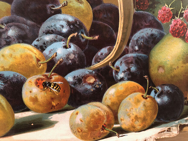 Still life with fruit, framed chromolithograph, under glass