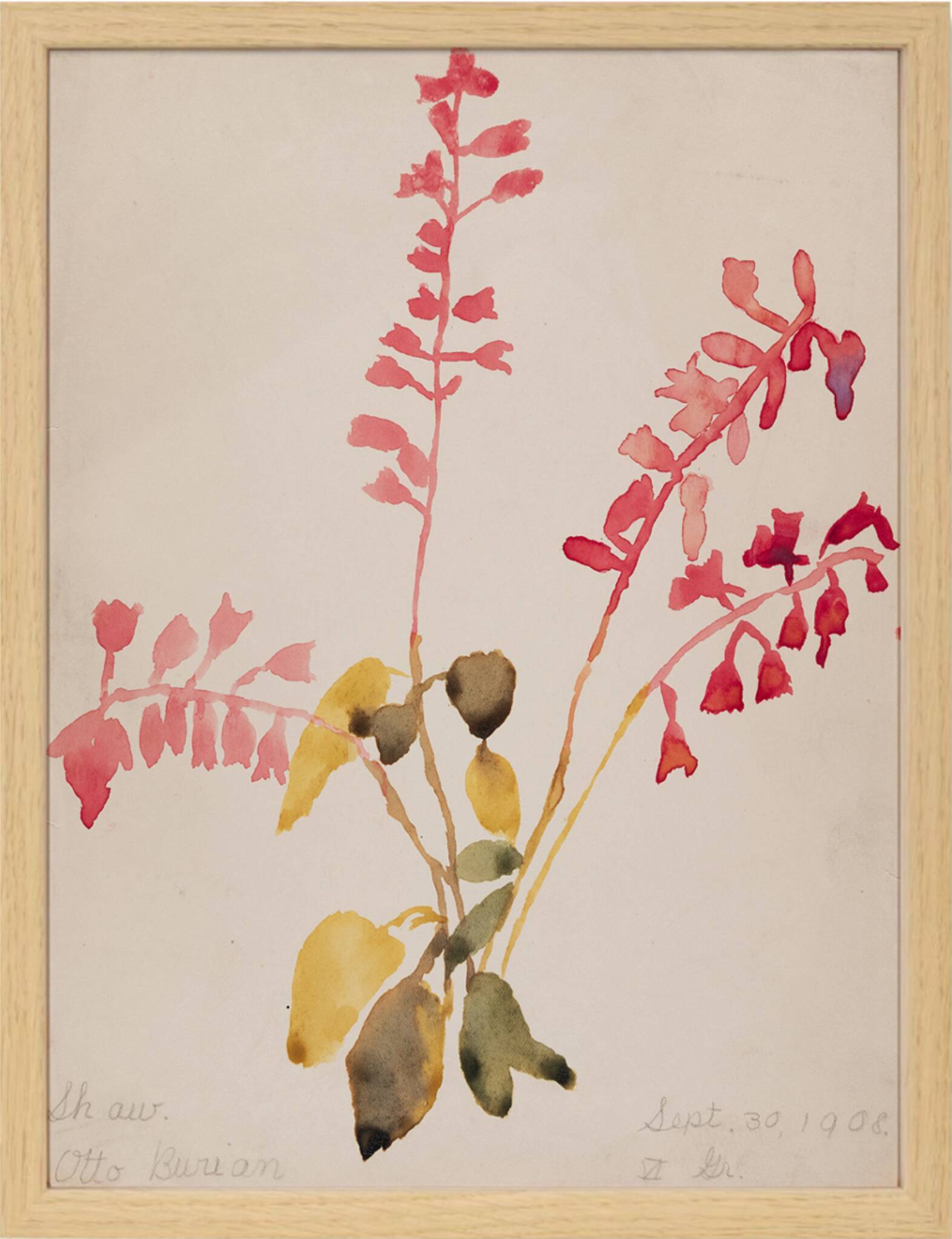 Watercolor illustration flowers