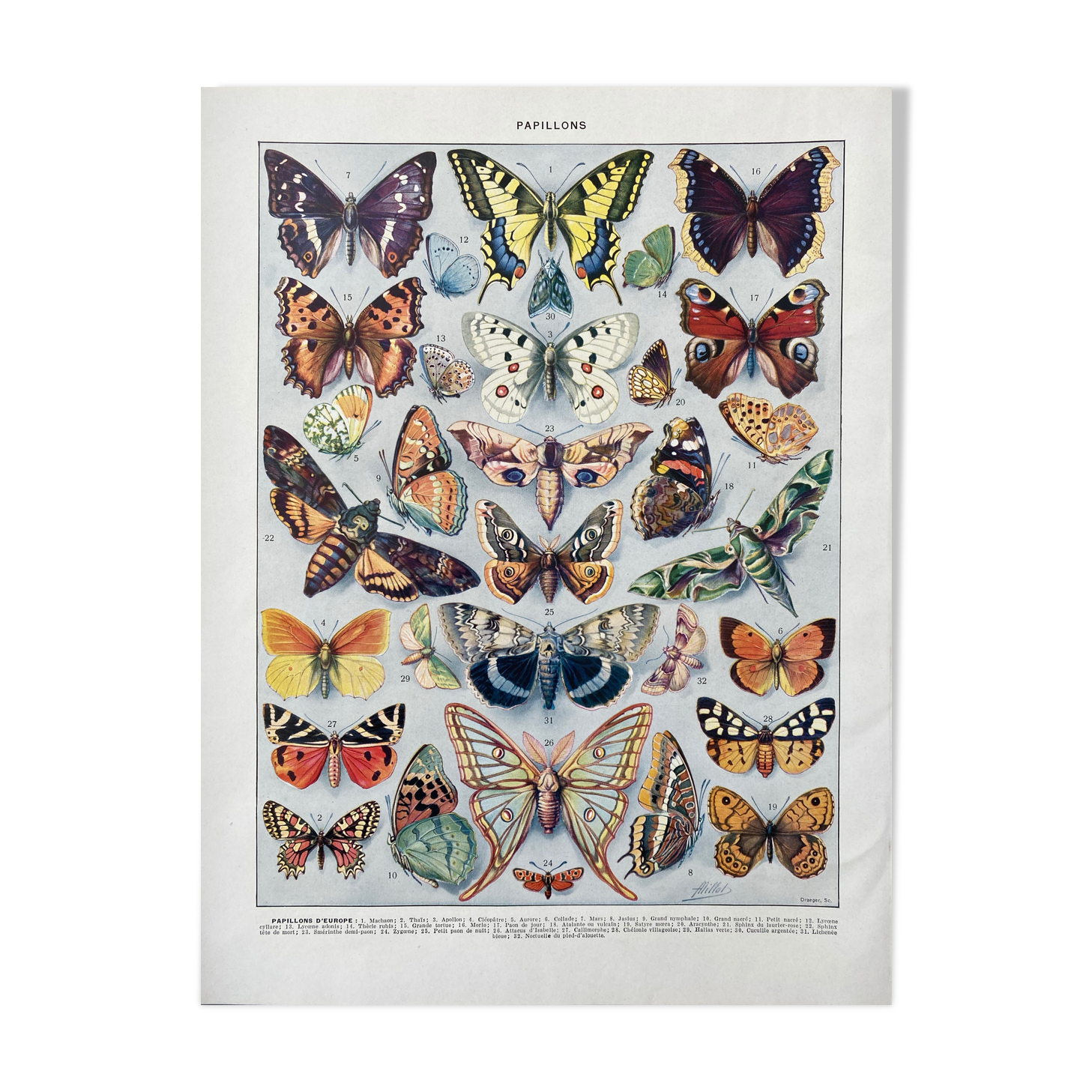 Illustration ancienne Millot "papillons"