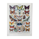 Illustration ancienne Millot "papillons"