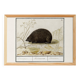 Small poster about the hedgehog, after an old engraving from 1610.