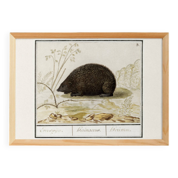 Small poster about the hedgehog, after an old engraving from 1610.
