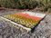 Tapis bérbere fait main 200cmx300cm