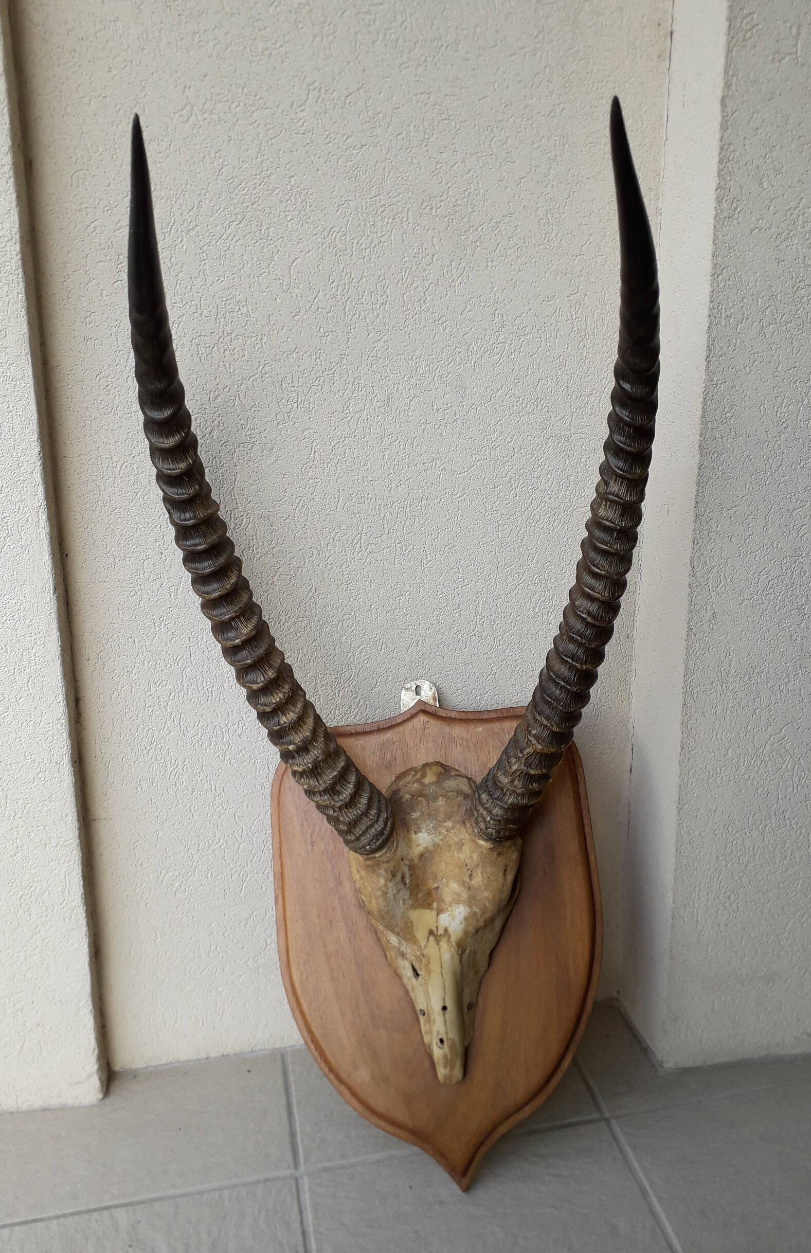 Trophée cornes d'Afrique