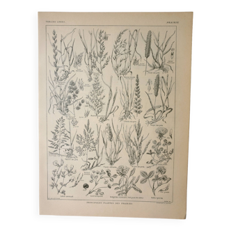 Gravure ancienne 1922, Flore de prairie, plante sauvage, fleur • Lithographie, Planche originale