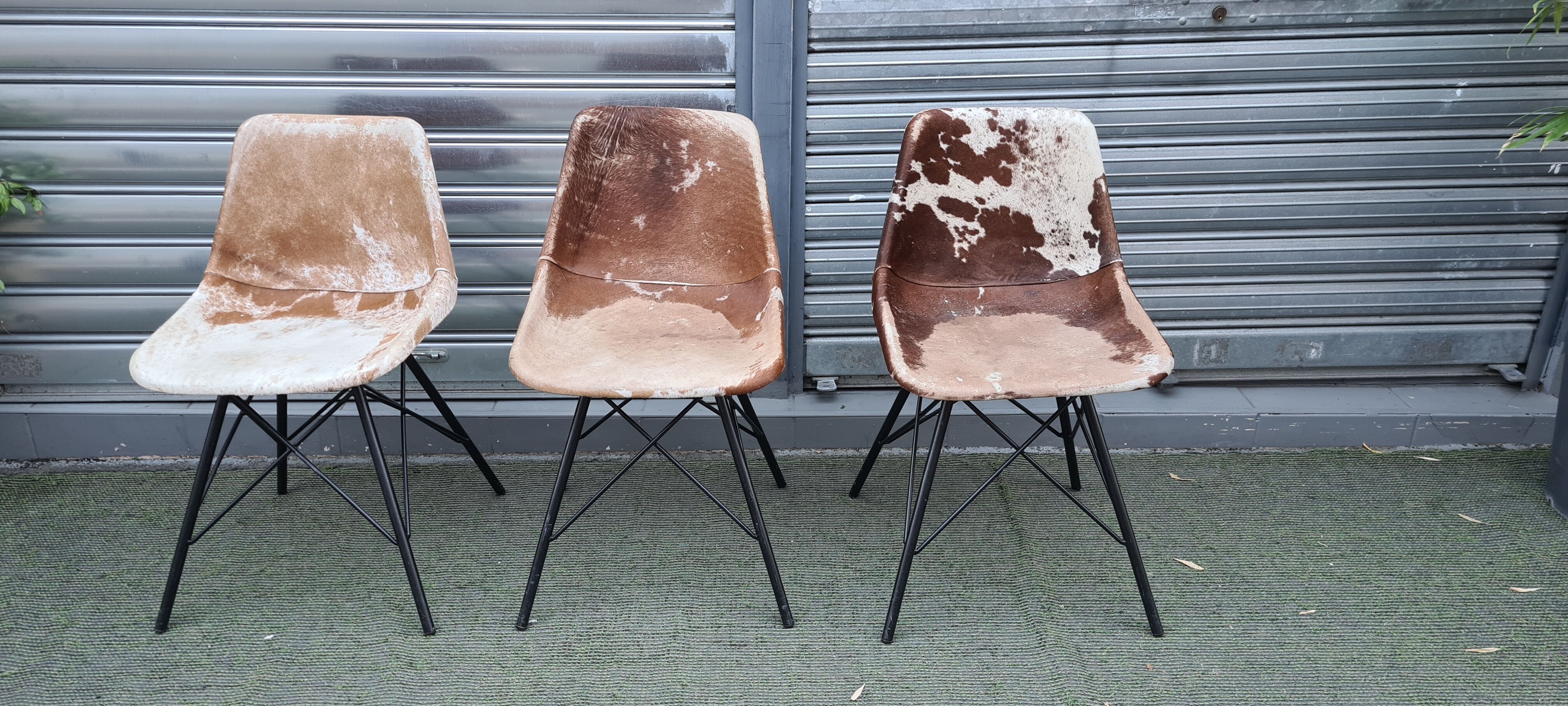 Sete of 6 cow haid chairs