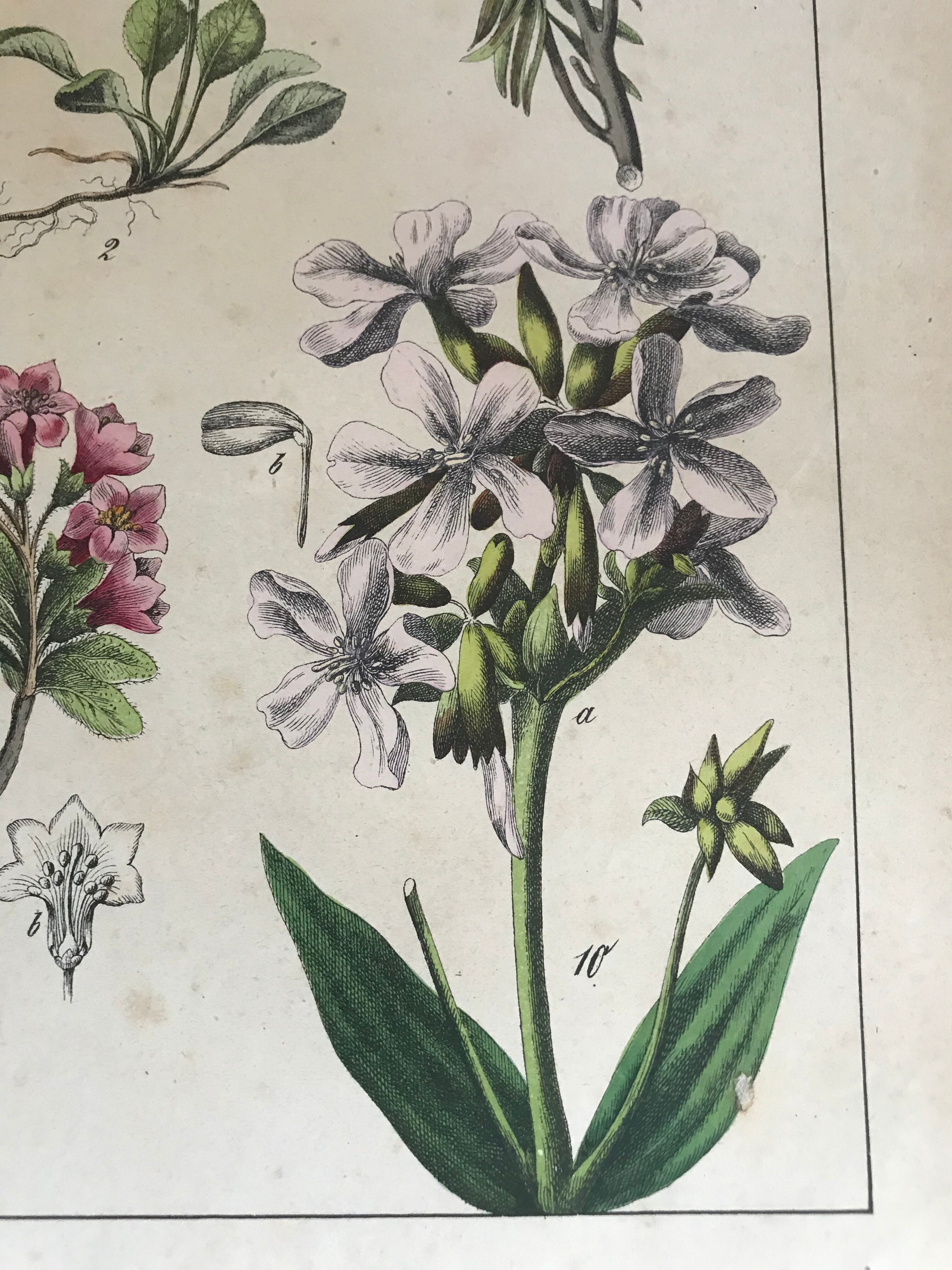 19th 32x42 botanical plank