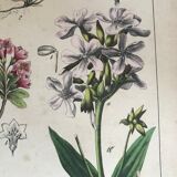 19th 32x42 botanical plank
