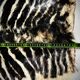 Authentic vintage zebra skin